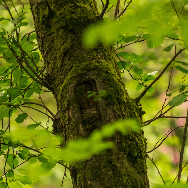 Spotted Flycatcher on nest