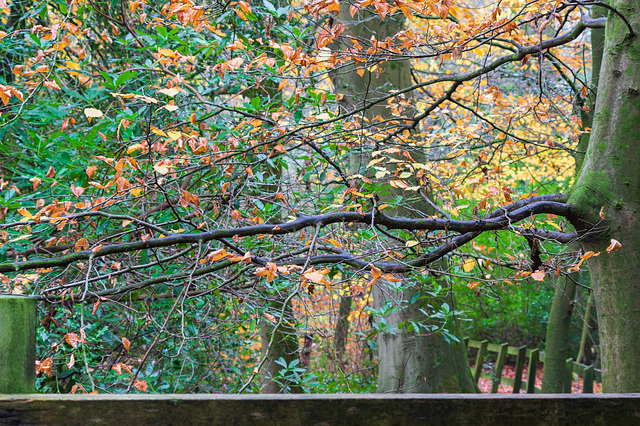 Wet Beech leaves