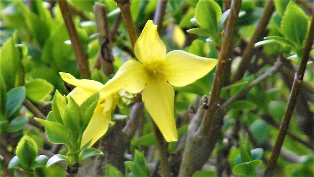 The small forsythia buds