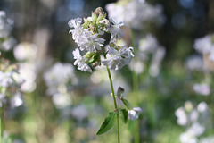 Soapwort