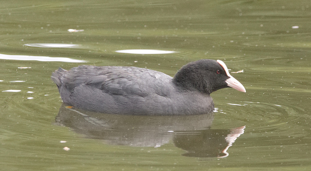 IMG 9744 Coot