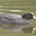 IMG 9744 Coot