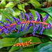 Orchid Plants 33
