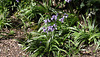 The driveway is full of bluebells