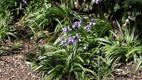 The driveway is full of bluebells