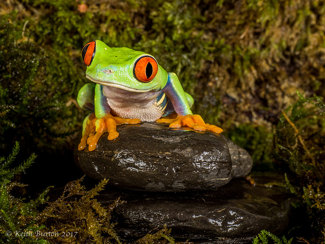 Red Eye Tree Frog