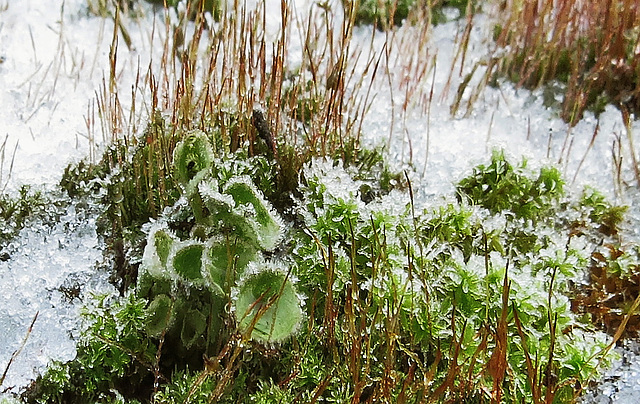 Mauerdrehzahn Moos mit Trichterflechte (2xPiP)