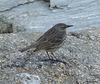 Rock Pipit?