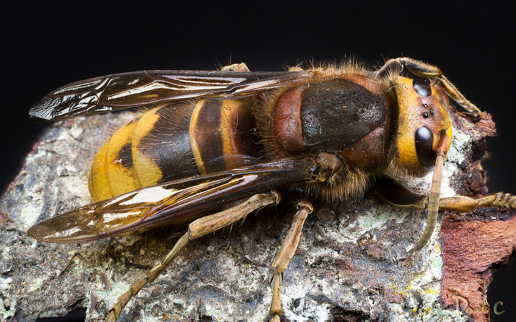 Study Of A Hornet - Top Profile