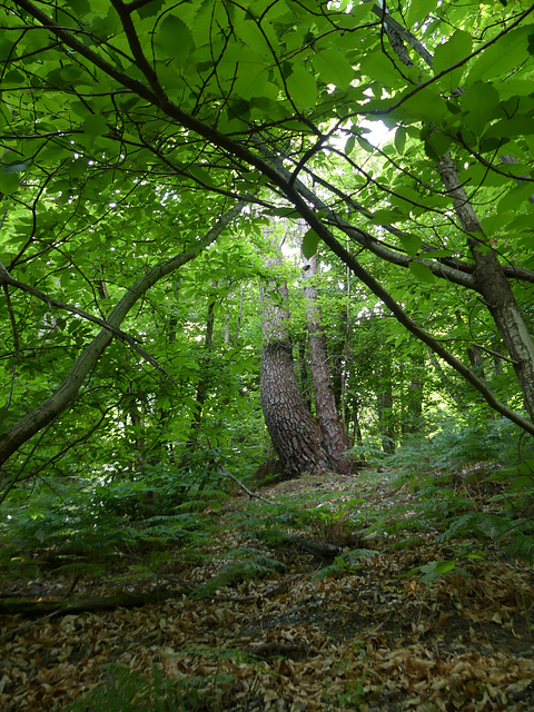 20190622 Rando solo St André de Valborgne (Cevennes) (203)