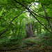 20190622 Rando solo St André de Valborgne (Cevennes) (203)