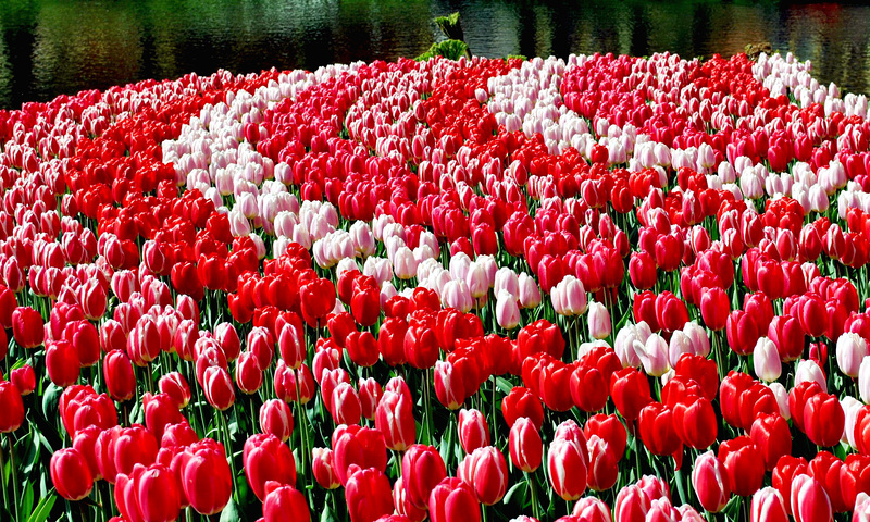 Tulips! ~ Keukenhof