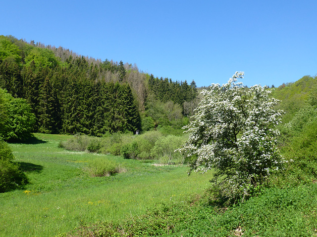 DE - Volkesfeld - Auf dem Traumpfad Heidehimmel