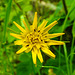 20210609 0589CPw [D~LIP] Habichtskraut (Hieracium lachenalii), UWZ, Bad Salzuflen