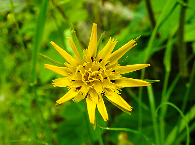 20210609 0589CPw [D~LIP] Habichtskraut (Hieracium lachenalii), UWZ, Bad Salzuflen