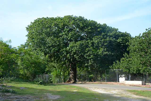 Mexico, Huge and Mighty Tree at the Entrance to Hacienda Mucuyche
