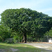 Mexico, Huge and Mighty Tree at the Entrance to Hacienda Mucuyche