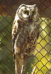 20220422 0617CPw [D~HF] Zwergohreule (Otus scops), Herford