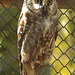 20220422 0617CPw [D~HF] Zwergohreule (Otus scops), Herford