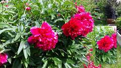 Pfingstrose (Paeonia)