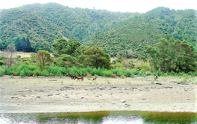 Horses Running Free.