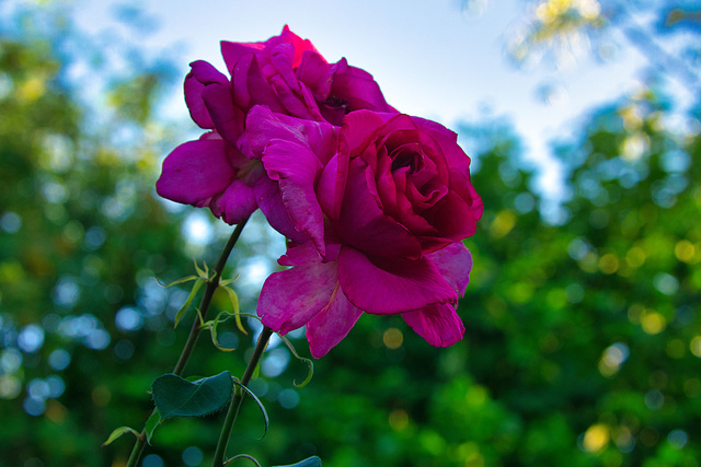 Rosen mit Bubble Bokeh