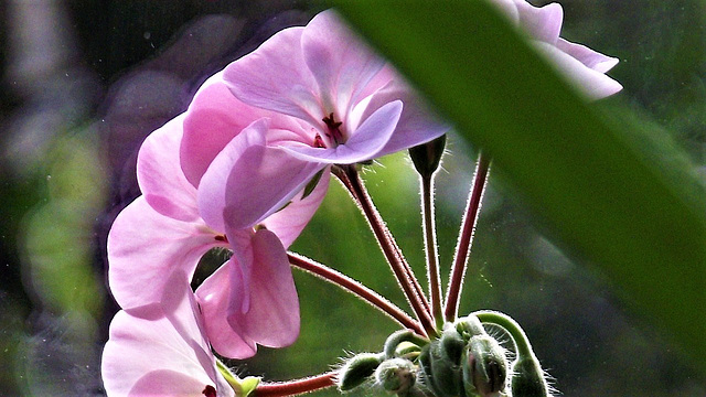 The gorgeous pink geranium