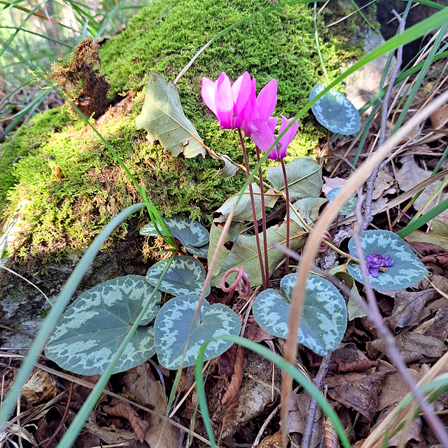 Zyklamen / Alpenveilchen (Cyclamen)