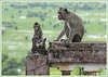 Apes on Phnom Sampov