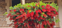 Bottlebrush in my garden