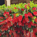 Bottlebrush in my garden