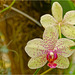 Orchid Plants 34