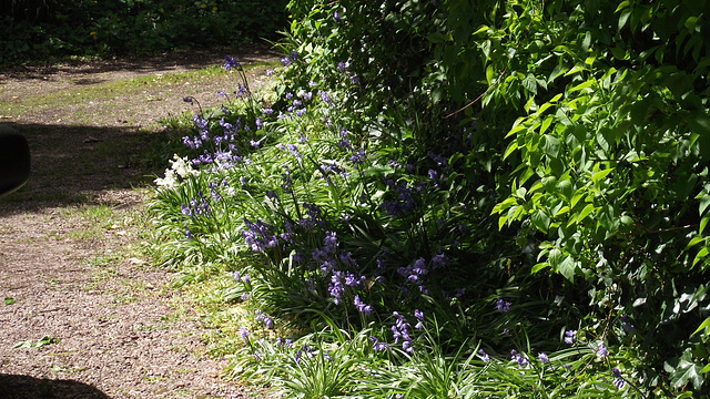 I love the bluebells edging the driveway