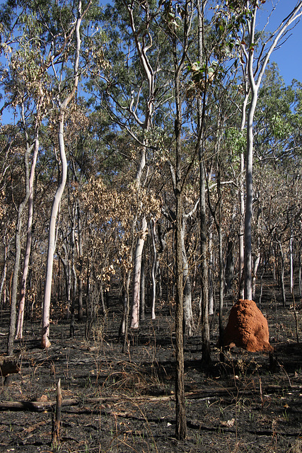 Termite Mound