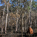 Termite Mound