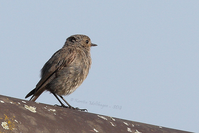 Spatz auf dem Dach