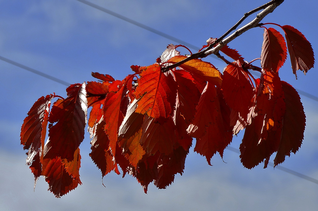 Autumn Colour In The Garden