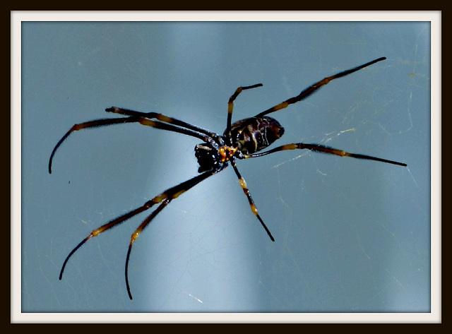 Orb Weaver Spider