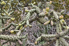 Cactus Fruit, #2 – Desert Botanical Garden, Papago Park, Phoenix, Arizona Cactus Fruit, #2 – Desert Botanical Garden, Papago Park, Phoenix, Arizona