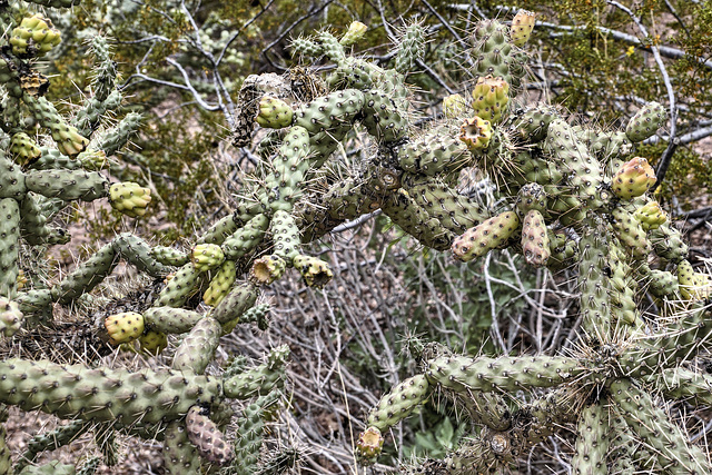 Cactus Fruit, #2 – Desert Botanical Garden, Papago Park, Phoenix, Arizona