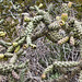 Cactus Fruit, #2 – Desert Botanical Garden, Papago Park, Phoenix, Arizona