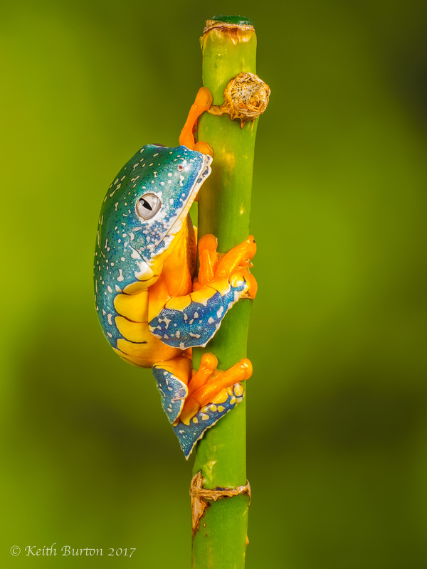 Fringed Leaf Frog