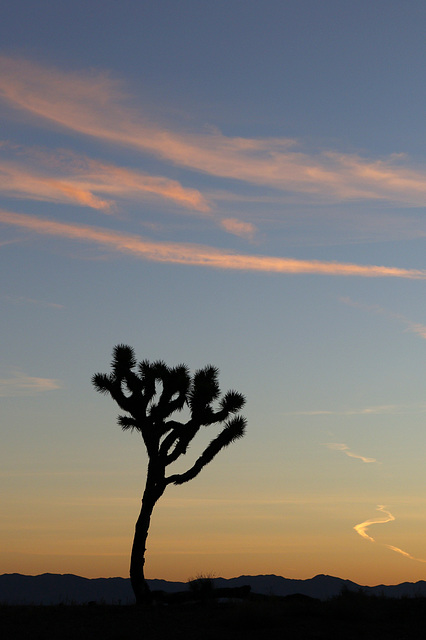 Joshua Tree and Sunrise