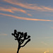 Joshua Tree and Sunrise