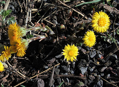 Tussilago