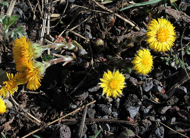 Tussilago