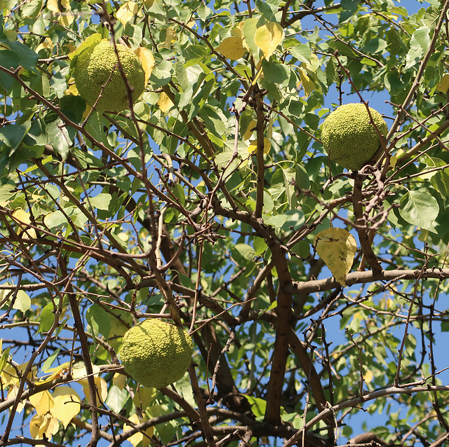 Osage orange