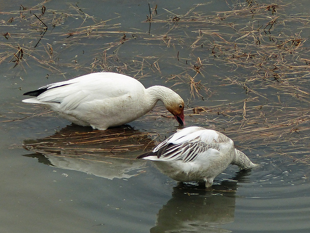 Day 8, Snow Geese feeding