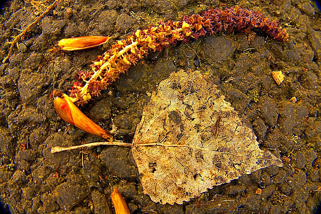 Skellibobbin Leaves With A Touch Of Spring