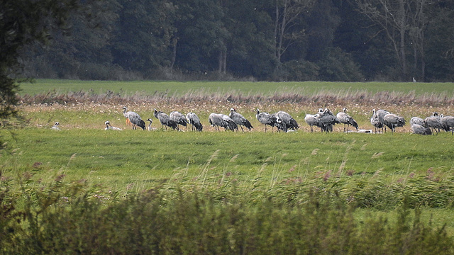 20190906 5844CPw [D~VR] Kranich (Grus grus), Groß Mohrdorf